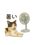 ツンデレ三毛猫の夏スタンプ（個別スタンプ：1）