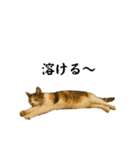 ツンデレ三毛猫の夏スタンプ（個別スタンプ：4）