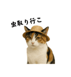 ツンデレ三毛猫の夏スタンプ（個別スタンプ：5）