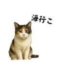 ツンデレ三毛猫の夏スタンプ（個別スタンプ：6）