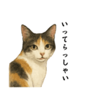 ツンデレ三毛猫の夏スタンプ（個別スタンプ：10）