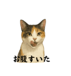 ツンデレ三毛猫の夏スタンプ（個別スタンプ：12）