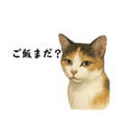 ツンデレ三毛猫の夏スタンプ（個別スタンプ：13）