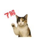 ツンデレ三毛猫の夏スタンプ（個別スタンプ：15）