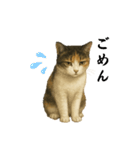 ツンデレ三毛猫の夏スタンプ（個別スタンプ：16）