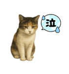 ツンデレ三毛猫の夏スタンプ（個別スタンプ：17）