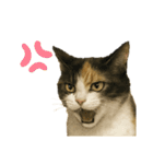 ツンデレ三毛猫の夏スタンプ（個別スタンプ：19）
