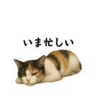 ツンデレ三毛猫の夏スタンプ（個別スタンプ：23）