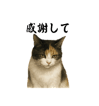 ツンデレ三毛猫の夏スタンプ（個別スタンプ：24）