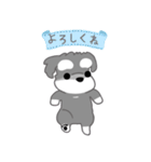 かわいいシュナ犬ポップアップ（個別スタンプ：11）