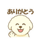 毎日使えるビションフリーゼのシエル君01（個別スタンプ：1）