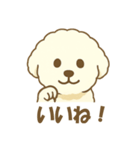 毎日使えるビションフリーゼのシエル君01（個別スタンプ：2）