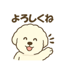 毎日使えるビションフリーゼのシエル君01（個別スタンプ：7）
