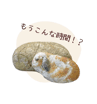 石っこどうぶつ・あいさつ（個別スタンプ：7）