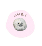 石っこどうぶつ・あいさつ（個別スタンプ：14）