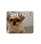 動く！ここさんまろさん時々くろさん（個別スタンプ：16）