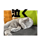 うちの猫(ロシアンブルー)3（個別スタンプ：1）