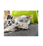 うちの猫(ロシアンブルー)3（個別スタンプ：3）