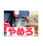 うちの猫(ロシアンブルー)3（個別スタンプ：5）