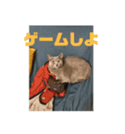 うちの猫(ロシアンブルー)3（個別スタンプ：6）