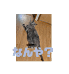 うちの猫(ロシアンブルー)3（個別スタンプ：8）