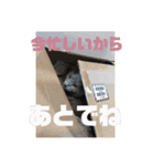 うちの猫(ロシアンブルー)3（個別スタンプ：9）