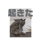 うちの猫(ロシアンブルー)3（個別スタンプ：10）