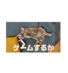うちの猫(ロシアンブルー)3（個別スタンプ：11）