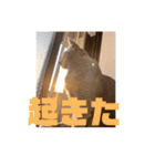 うちの猫(ロシアンブルー)3（個別スタンプ：12）
