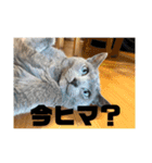 うちの猫(ロシアンブルー)3（個別スタンプ：14）