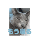 うちの猫(ロシアンブルー)3（個別スタンプ：15）