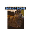 うちの猫(ロシアンブルー)3（個別スタンプ：16）