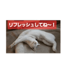 Y家の喜劇（個別スタンプ：1）
