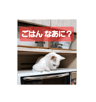 Y家の喜劇（個別スタンプ：2）