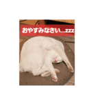 Y家の喜劇（個別スタンプ：4）
