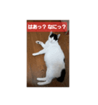 Y家の喜劇（個別スタンプ：7）
