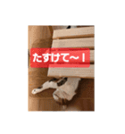 Y家の喜劇（個別スタンプ：8）