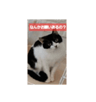 Y家の喜劇（個別スタンプ：12）