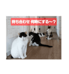 Y家の喜劇（個別スタンプ：13）