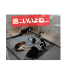 Y家の喜劇（個別スタンプ：14）