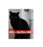Y家の喜劇（個別スタンプ：15）