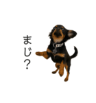 チワックスのスタンプ①（個別スタンプ：6）