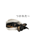 チワックスのスタンプ①（個別スタンプ：10）