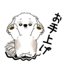 シーズー犬 2025 「文句と心の声」（個別スタンプ：23）