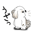シーズー犬 2025 「文句と心の声」（個別スタンプ：33）