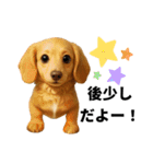 動物のシンプルスタンプ（ライブ等観戦編）（個別スタンプ：17）