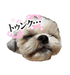 シーズー犬 ぽんず（ぽんぱんぱんずー）（個別スタンプ：1）
