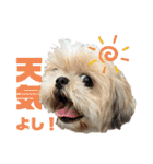 シーズー犬 ぽんず（ぽんぱんぱんずー）（個別スタンプ：3）