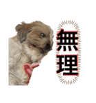 シーズー犬 ぽんず（ぽんぱんぱんずー）（個別スタンプ：4）