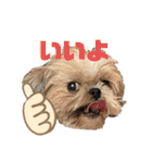 シーズー犬 ぽんず（ぽんぱんぱんずー）（個別スタンプ：5）